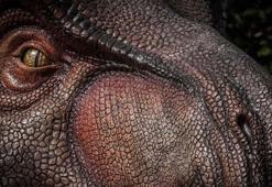 Dinozorlar döneminden kalan 10 hayvan! İnsanların korkulu rüyası: Halen aramızdalar kökenleri tarih öncesine kadar uzanıyor...