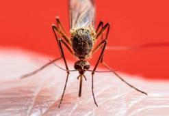 Sivrisinek ısırığı sonrası görülen ateşe dikkat!