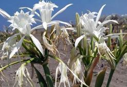 Koparmanın cezası 80 bin lira! Sahile renk katıyor, nesli tehlikede...