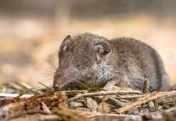 Çin’de çıkan yeni virüs Langya henipavirus (LayV) nedir? Langya virüsü belirtileri ne? Yeni virüs bulaşıcı mı?