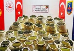 İçişleri: Diyarbakır'da 8 milyon 849 bin kök kenevir ele geçirildi