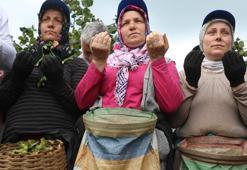 Karadeniz'de fındık hasadı başladı