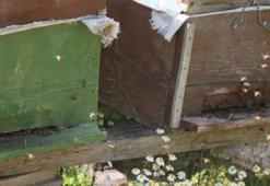 Paraya para demiyorlar! 1 ton ön sipariş alındı! Kilosu 2 bin 500 lira...