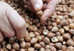 Fındık fiyatlarıyla ilgili flaş gelişme!