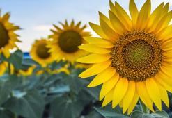 Ayçiçek yağı fiyatlarını düşürecek gelişme! İlk hasat yapıldı