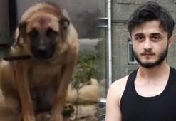 Kavgada bekçiyi ısıran köpek silah sayıldı, 2 gün gözaltı cezası verildi