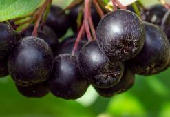 Bu yıl 35 bin ton hasat bekleniyor, kilosu 120 lira! Talep patladı...