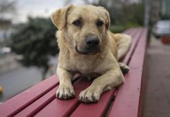 Havrita uygulaması nedir? Başıboş Köpek Haritası Havrita kapatılıyor mu? Sokak köpekleri öldürülüyor mu?