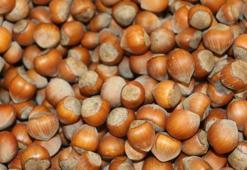 Fındık fiyatlarında flaş gelişme! Ve başladı