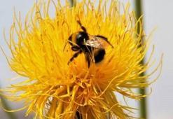 Dünyada sadece Kuşadası'nda yetişiyor, koparmanın cezası 109 bin 593 lira