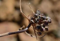 Muğla'da yeni yabani soğan türü keşfedildi