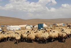 Erzurum’da 300 hane ile oba hayatı yaşayan göçerler 20 bin hayvana bakıyor