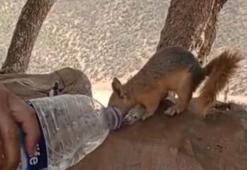 Pençe-Kaplan bölgesinde aç ve susuz sincabı, korucular besledi