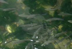 Balıkçılık av sezonu öncesi Marmara için uyarı