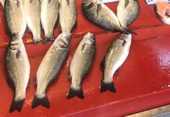 Balık fiyatları ile ilgili flaş açıklama: ‘Yüzde 30 düşme olur’