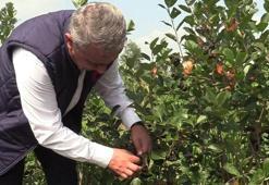 Samsun'da ‘aronia’ hasadı! 1 dekarda 50 bin TL net kazanç