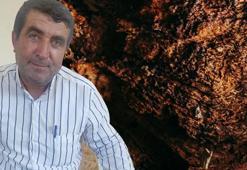 Paraya para demiyor! Ağaç kovuğundan çıkarıyor, kilosu 1500 lira