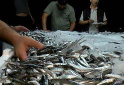 Balık sezonu başladı! Hamsi, palamut, tekir, kefal, lüfer ve istavritin fiyatları belli oldu...