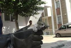 İtfaiyeden kedi kurtarma operasyonu