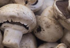 Mantar zehirlenmelerine dikkat