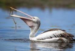 Falda pelikan görmek ne demek? Kahve falında pelikan nasıl yorumlanır?