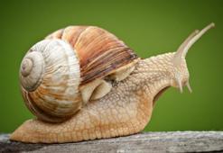 Falda sümüklü böcek görmek ne demek? Kahve falında sümüklü böcek nasıl yorumlanır? Kahve falında salyangoz nedir?