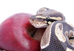 Hz. Adem kaç yıl yaşadı? Hz Adem kaç yaşında öldü?