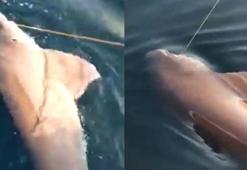 Oltasına takılan 3 metrelik köpek balığını tekrar denize saldı