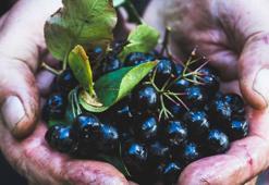 Karadeniz'in yeni süper meyvesi! Aronya için hasat zamanı: Kilosu 150 lira...