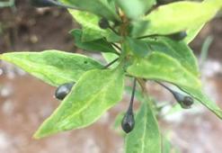 Goji berry fideleri meyve vermeye başladı