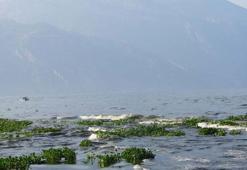 Hatay'da su sümbülleri ve ölü balıklar Samandağ sahiline yayıldı