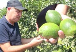 Hasadına hazırlanılan limon dalında 8 liraya satılıyor