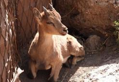 MSB, 'Sizi güzeller güzeli dağ keçisiyle tanıştıralım' diyerek paylaştı