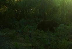 Soyu tükenme tehlikesinde olan bozayı ilk kez görüntülendi!