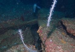 7 deniz canlısının avlanması ve satışına yasak getirildi