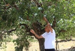 Altınla yarışıyor, fiyatı bu yıl 500 liraya yükselecek! 400 yıllık ağaç ilk günkü gibi ürün veriyor