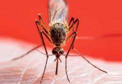 Aedes sivrisinek ısırığı belirtileri nelerdir, nasıl geçer, tedavisi ne? Aedes sivrisinek nedir?