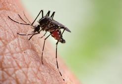 Sağlık Bakanlığı sivrisinek rehberi! Sivrisinekten nasıl korunulur? Sivrisinek ısırıkları nasıl geçer?
