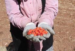 Her derde deva besin için zor mesai başladı