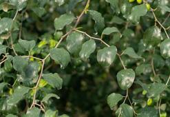 Büyük gelir kaynağı oldu! Kilosu 20 liradan satılıyor