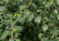 Atalarından miras kalan hünnap meyvesi gelir kapıları oldu