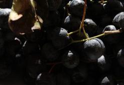 Kilosu 150 liradan satılıyor! Süper meyve olarak geçiyor