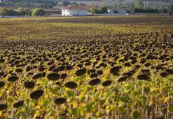 Ayçiçek yağı fiyatlarını düşürecek gelişme! Ve başladı