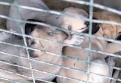 İkinci el otomobil fiyatına kangal