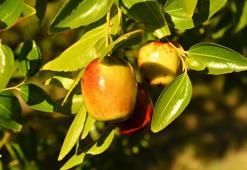 Büyük gelir kaynağı oldu! Kilosu 20 liradan satılıyor