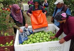 Şehirden köye göç başlattı, işsizliği bitirdi! Türkiye’nin en büyüğü