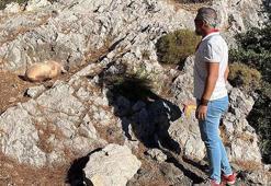 Bodrum'da 'çocuk cesedi' alarmı! Vatandaşlar tepki gösterdi