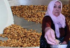 Hollanda, Fransa dahil çok sayıda ülkeye ihraç ediliyor, kilosu 70 liraya satılıyor! Yoğun ilgi var