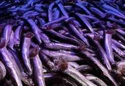 Hamsi tezgahlara düştü! Kilosu 70 lira