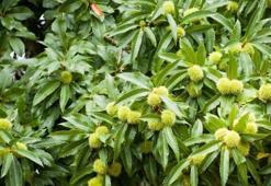 Kış mevsiminin vazgeçilmezi pazara indi, kilosu 45 TL